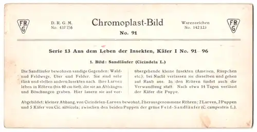 Stereo-Fotografie D.R.G.M., Chromoplast-Bild, Sanläufer mit Larven, Maden beim Nestbau