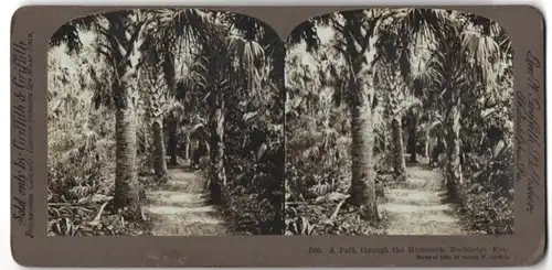 Stereo-Fotografie Griffith & Griffith, Philadelphia, Ansicht Rockledge, Weg durch den Hammock