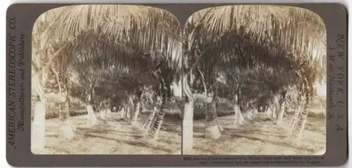 Stereo-Fotografie American Stereoscopic Co., New York, Ansicht Florida, Kokuspalmen im Sande von Florida