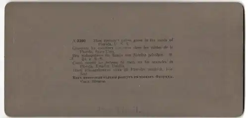 Stereo-Fotografie American Stereoscopic Co., New York, Ansicht Florida, Kokuspalmen im Sande von Florida