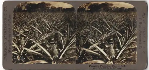 Stereo-Fotografie American Stereoscopic Co., New York, Ansicht Florida, Ananas Plantage