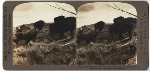 Stereo-Fotografie American Stereoscopic Co., New York, Ansicht Yellowstone, Amerikanische Büffel im Yellowstone Park