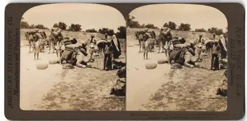 Stereo-Fotografie American Stereoscopic Co., New York, Ansicht Jerusalem, Kamele werden mit Getreide beladen