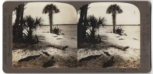 Stereo-Fotografie American Stereoscopic Co., New York, 3 West Nineteenth St., Ansicht Lake Worth, Fl, Alligatoren