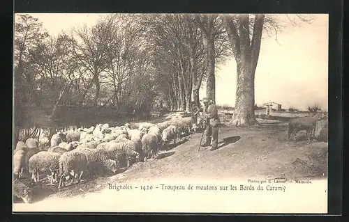 AK Brignoles, Troupeau de moutons sur les Bords du Caramy