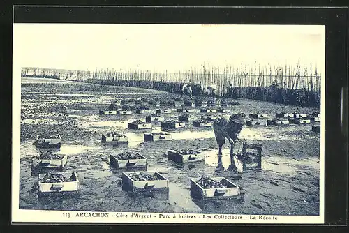 AK Arcachon, Parc a huitres - Les Collecteurs - La Recolte