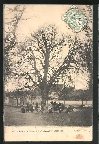 AK Villemer, Le Maronnier Centenaire