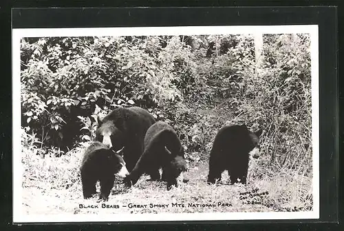AK Schwarzbären tollen im Great Smoky Mts National Park umher