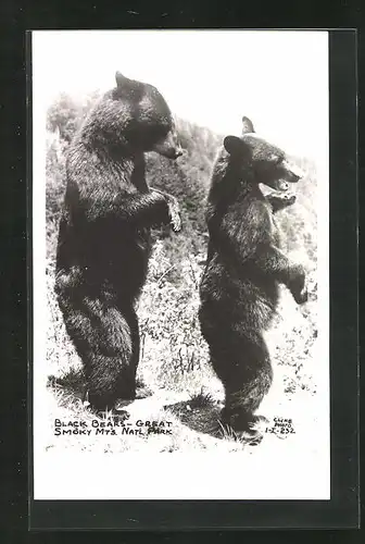 AK Schwarzbären im Great Smoky Mt`s. Natl. Park