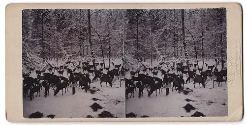 Stereo-Fotografie Rottmeyer, Berchtesgaden, Ansicht St. Bartolomä, Wildfütterung von Rotwild im Winter