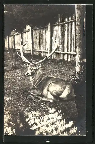 AK Hirsch vor einem Zaun liegend