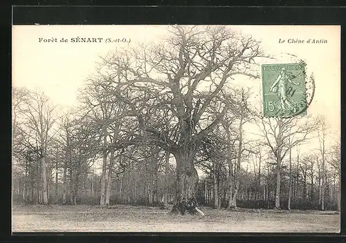 AK Sènart, Foret - Le Chene d`Antin