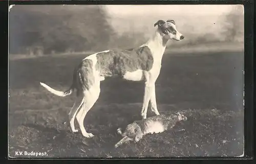 AK Windhund mit erlegtem Hasen, K.V. Budapest