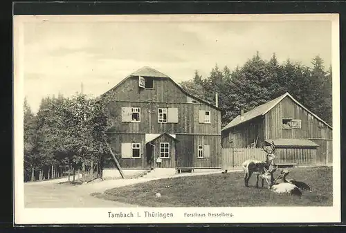 AK Tambach i. Thüringen, Forsthaus Nesselberg mit Wildtieren