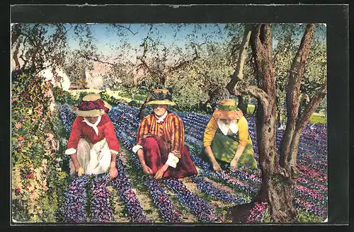 AK Cote d`Azur, Ceuillette des Violettes, Frauen pflücken Blumen
