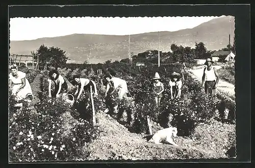 AK Grasse / A.-M., Cueillette du Jasmin, Frauen pflücken Blumen