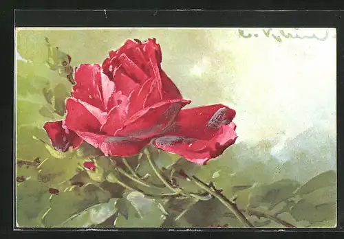 Künstler-AK Catharina Klein: rote blühende Rose