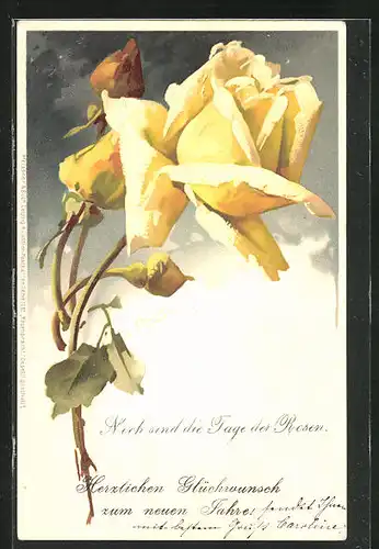 Künstler-AK Catharina Klein: schöne gelbblühende Rose