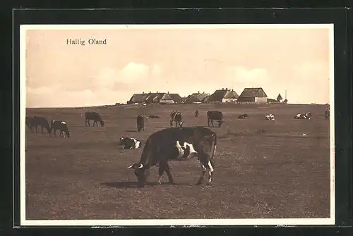 AK Hallig Oland, Blick von der Rinderweide zum Ort