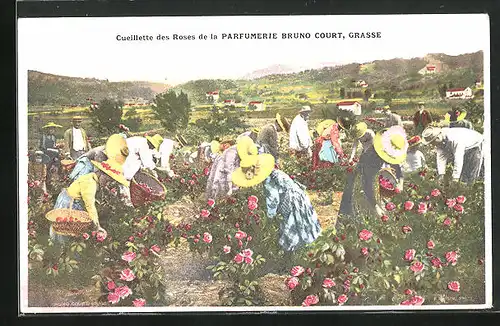 AK Grasse, Cueillette des Roses de la Parfumerie Bruno Court, Frauen pflücken Blumen