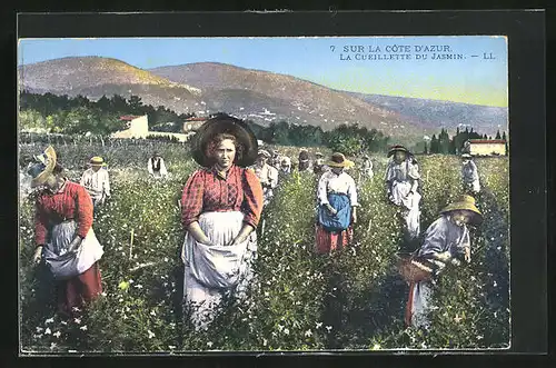 AK Sur la Côte d`Azur, La Cueillette du Jasmin, Frauen pflücken Blumen