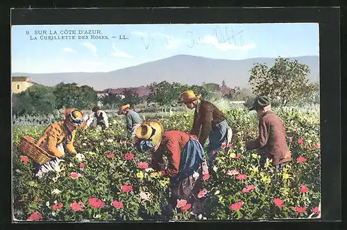 AK Sur la Côte d`Azur, La Cueillette des Roses, Frauen pflücken Blumen