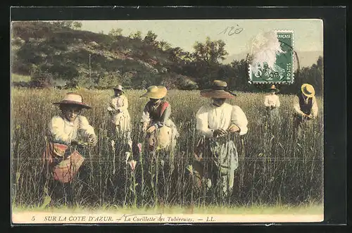 AK Sur la Côte d`Azur, La Cueillette des Tubéreuses, Frauen pflücken Blumen