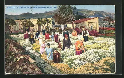 AK Cote d`Azur, Cueillette des Marguerites, Blumenpflücker bei der Arbeit