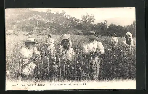 AK La Côte d`Azur, La Cueillette des Tubéreuses, Frauen pflücken Blumen