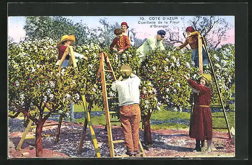 AK Cote d`Azur, Cueillette de la Fleur d`Oranger, Arbeiter pflücken Orangenblüten
