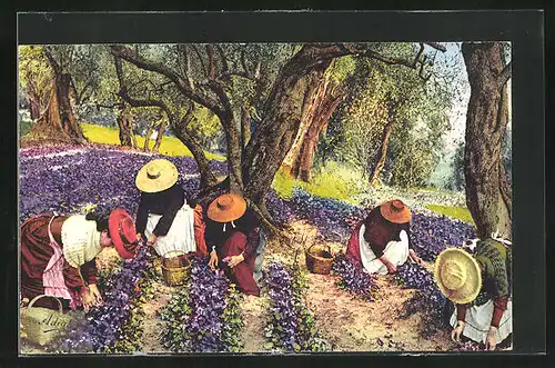 AK La Cote d`Azur, La cueillette des Violettes, Frauen pflücken Blumen