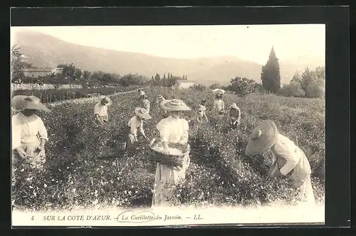 AK Sur la Cote d`Azur, La Cueillette du Jasmin, Frauen pflücken Blumen