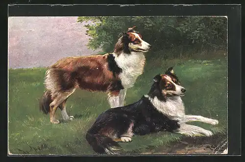 Künstler-AK Alfred Schönian: Collies auf einer Wiese