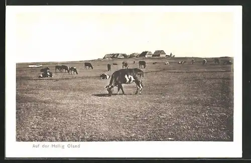 AK Hallig Oland, Kuherde beim Grasen