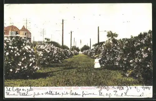 AK Calveston, TX, Broadway Esplanade lined with Oleanders