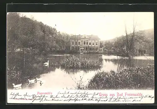 AK Bad Freienwalde, Papenmühle mit Enten