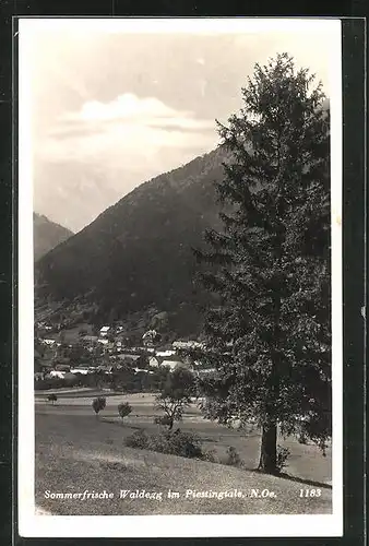 AK Waldegg / Piestingtal, Tanne gegen Stadt am Berg