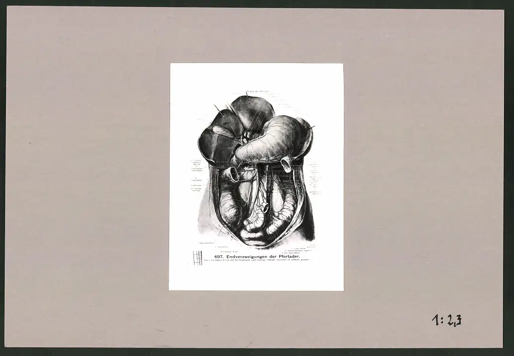 Fotoalbum 28 Privat-Fotografien, Johanna Häcker, Anatomie und Mikrofotografie, Totenkopf, Memento mori 11