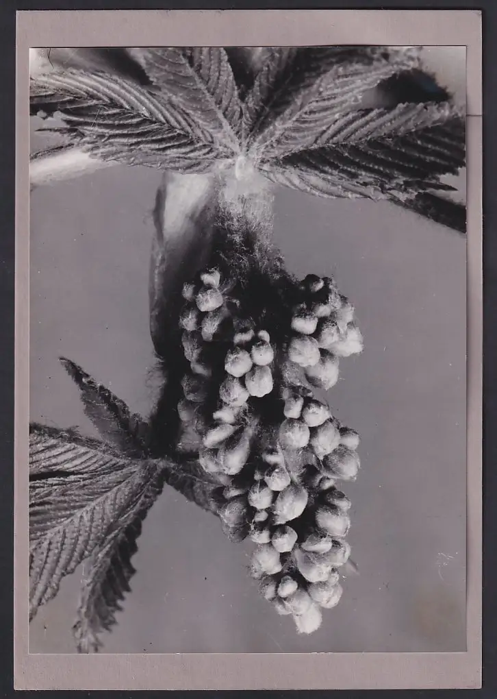 Fotoalbum 28 Privat-Fotografien, Johanna Häcker, Anatomie und Mikrofotografie, Totenkopf, Memento mori 21