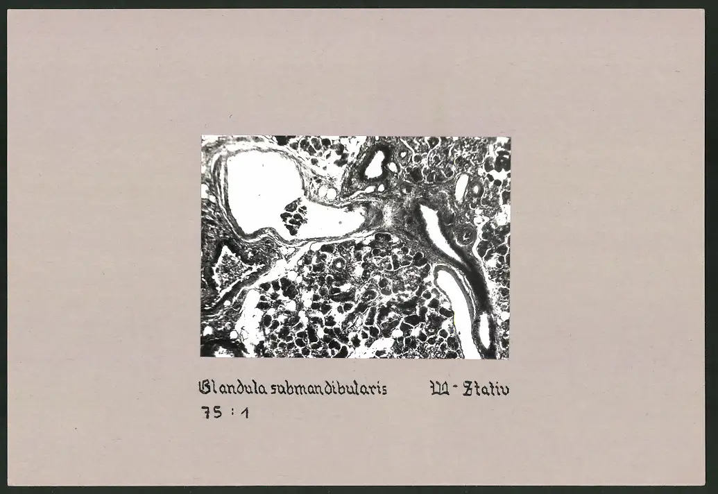 Fotoalbum 28 Privat-Fotografien, Johanna Häcker, Anatomie und Mikrofotografie, Totenkopf, Memento mori 28