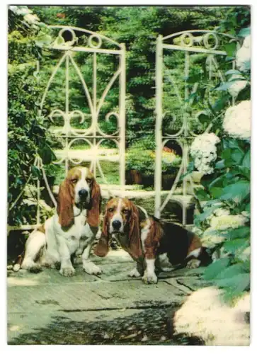 3D-AK Two Basset Hounds