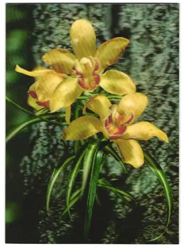 3D-AK Orchidee in voller Blüte