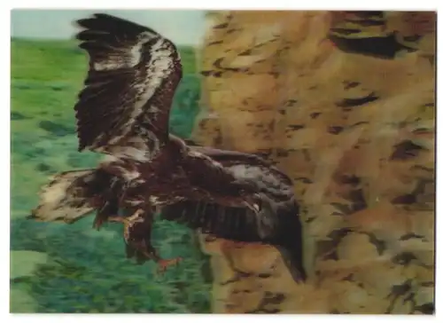 3D-AK Adler beim Flug