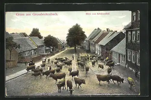 AK Grossbreitenbach, Blick von Schützenhof mit Rinderherde