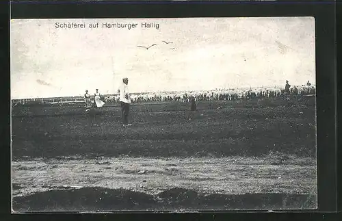 AK Hamburger Hallig, Schäferei auf der Wiese