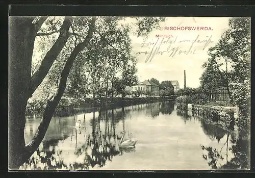AK Bischofswerda, Schwan im Mühlteich
