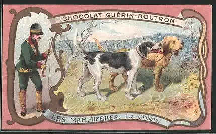 Sammelbild Chocolat Guérin-Boutron, Les Mammideres, le Chien, Jäger & Jagdhunde