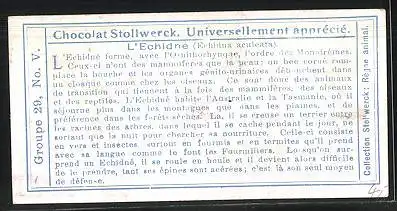 Sammelbild Chocolade Stollwerck, Gruppe 29, No. V., l'Echidne