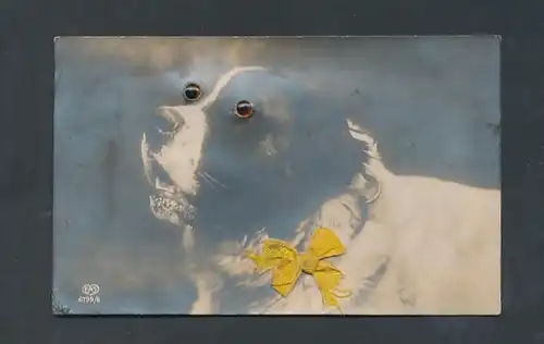 Glasaugen-AK Hund mit Glasaugen