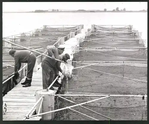 Fotografie Willy-Kurt Wittig, Fischereiarbeiter der Forellenmastanlage Walfisch in der Wismarer Bucht